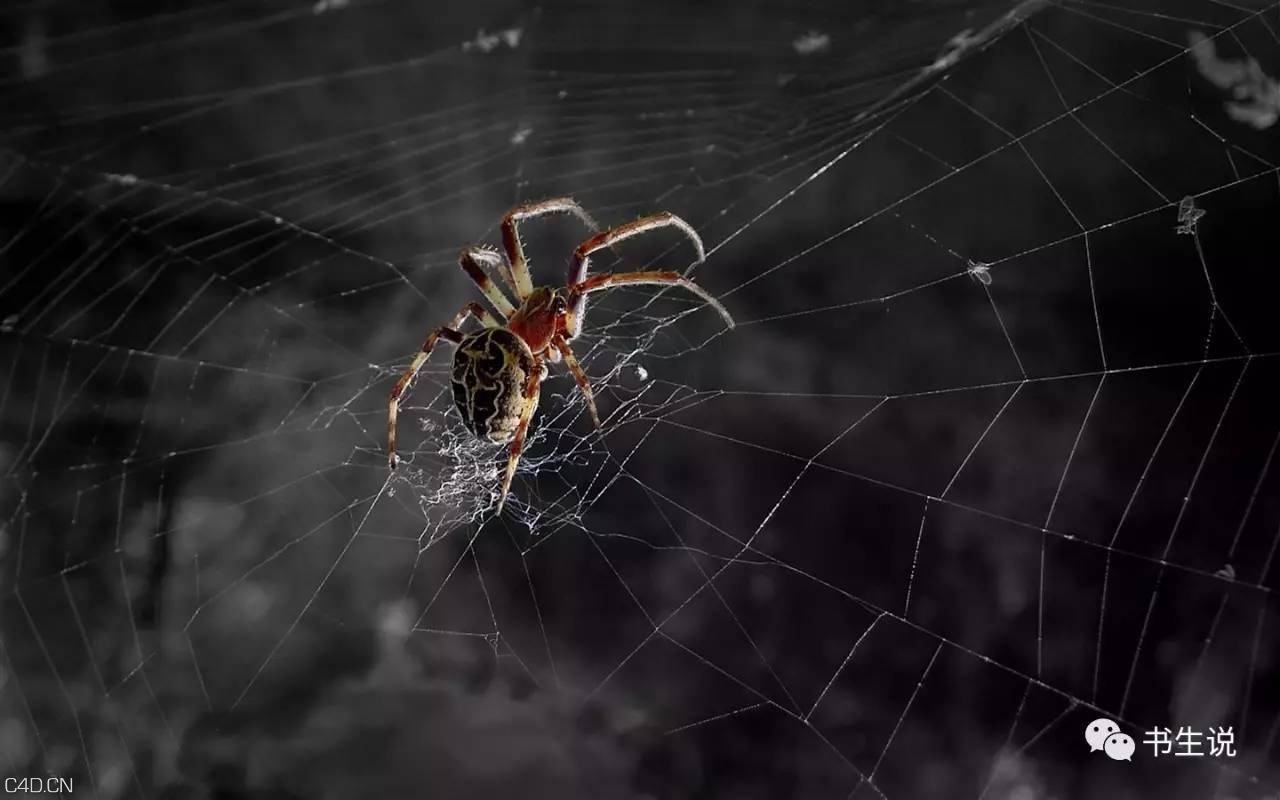 C4D蜘蛛网生成插件中文汉化版 AEscripts SpiderWeb 1.21 - C4D之家 - 259c5f5a4e6142f19f825681e3668963.jpg