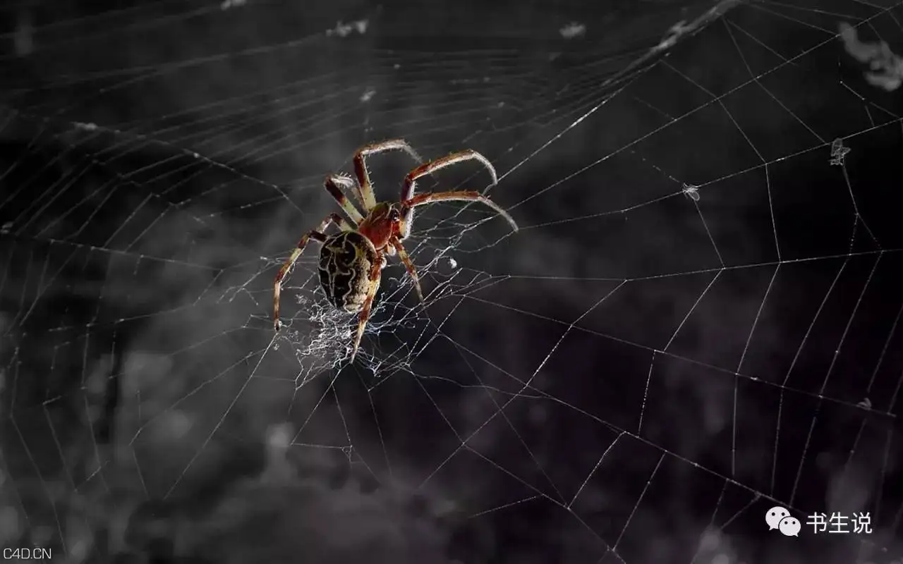 C4D蜘蛛网生成插件中文汉化版 AEscripts SpiderWeb 1.21 - C4D之家 - 259c5f5a4e6142f19f825681e3668963.jpg