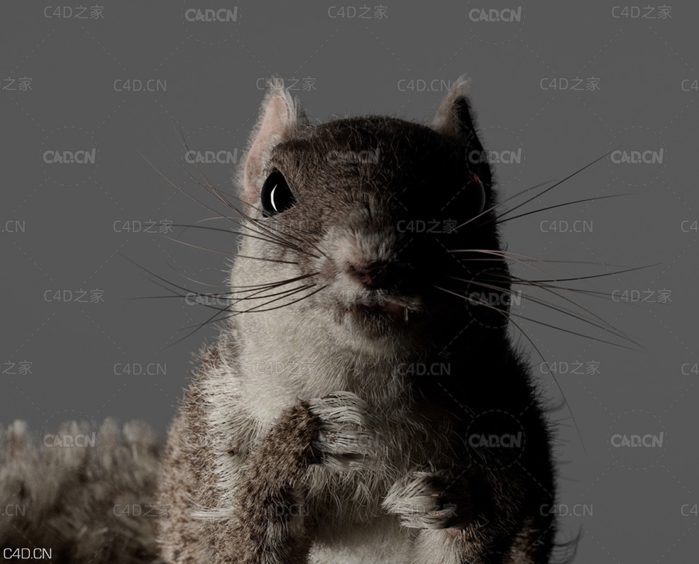 C4D Corona松鼠毛发制作模型含pdf教程 Create Fur with Cinema 4D