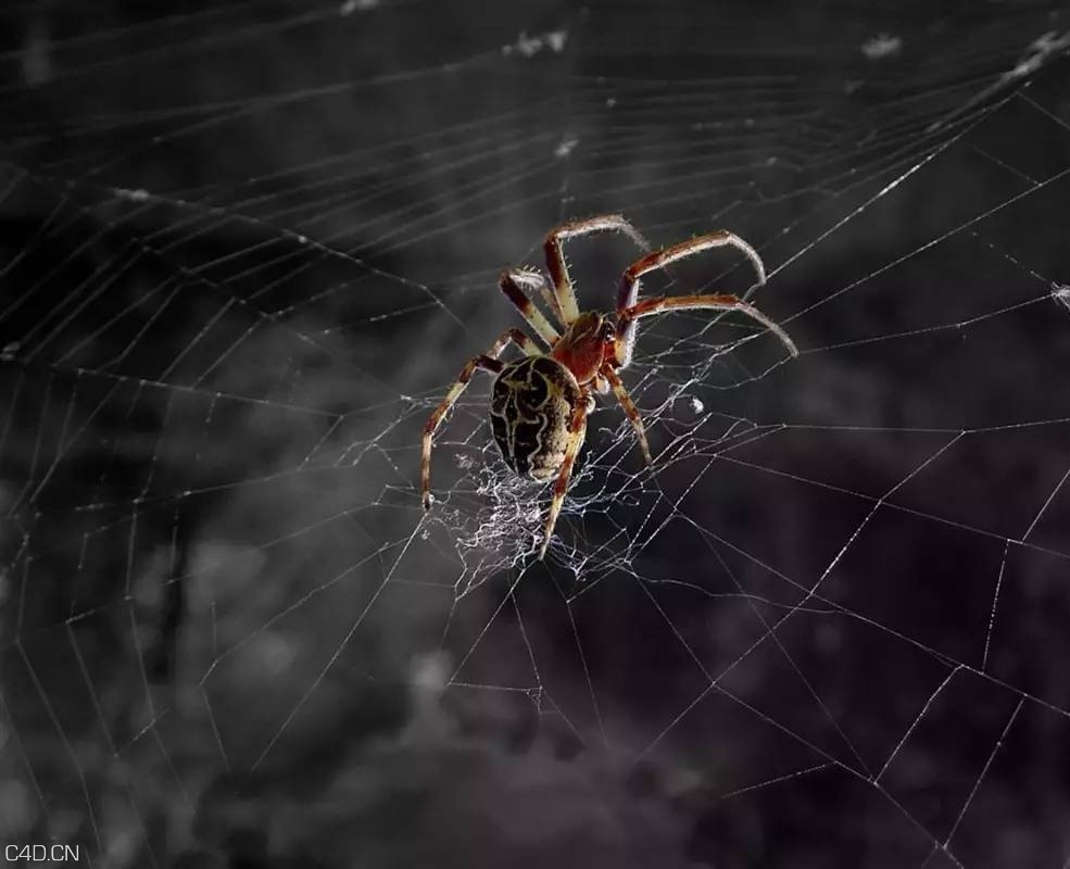 C4D蜘蛛网插件中文汉化版 AEscripts SpiderWeb 1.22 支持Cinema 4d R22-R15