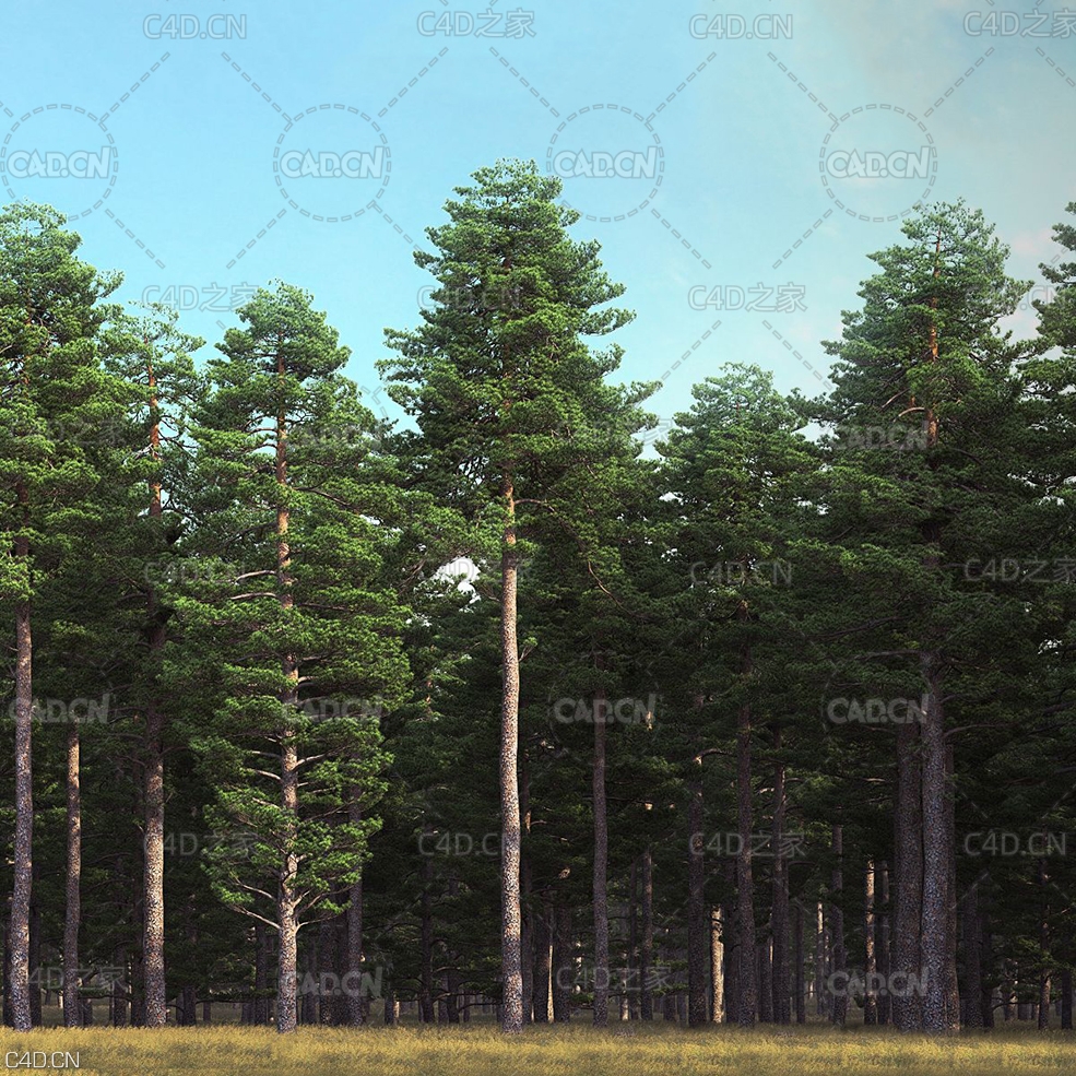 22棵松树3D模型合集(.max格式模型) Pine Trees Models Vol 01