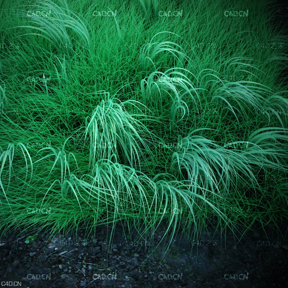 路边的绿草模型 grass - C4D之家 - tolmh-asset-001-Camera.2.jpg