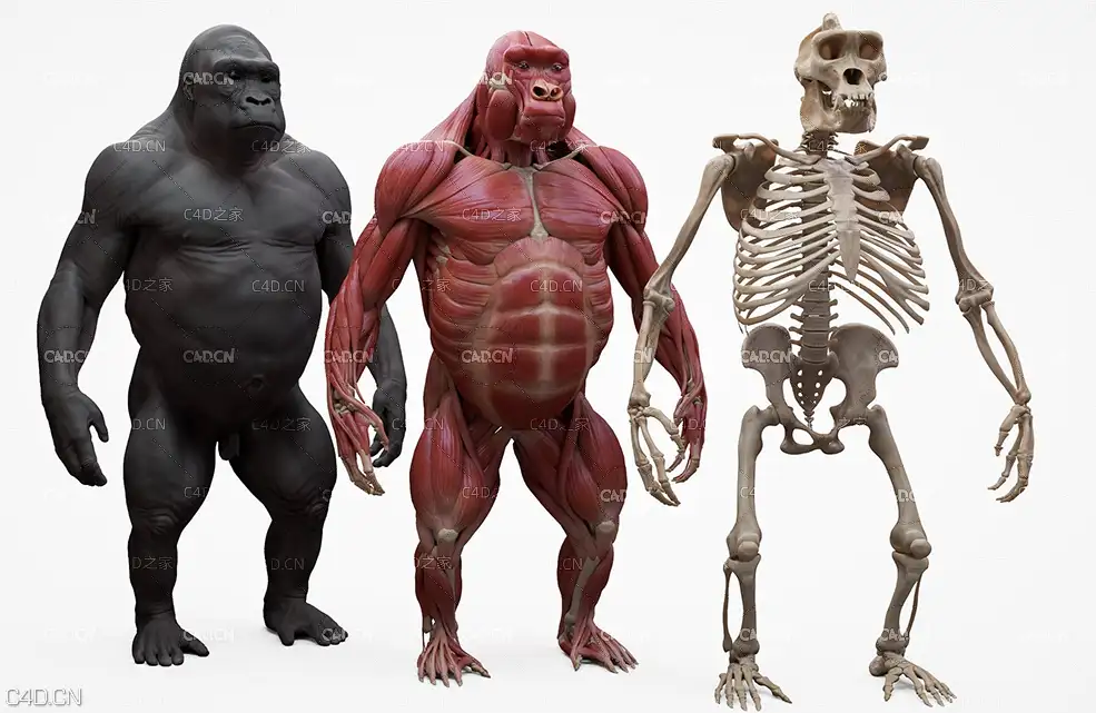 灰猩猩 黑猩猩 大猩猩骨骼 猩猩身体部位骨头3D模型 Gorilla Ecorche
