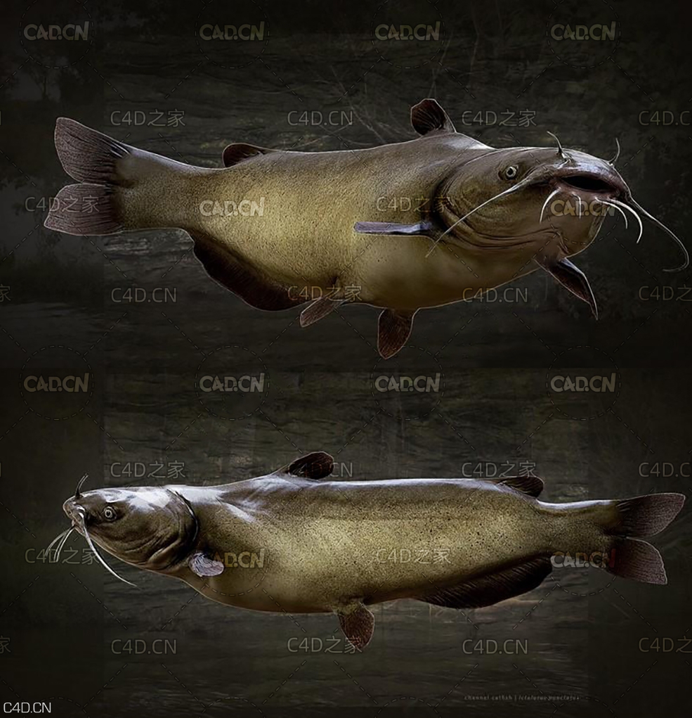 鲶鱼 Catfish - C4D之家 - Catfish.jpg