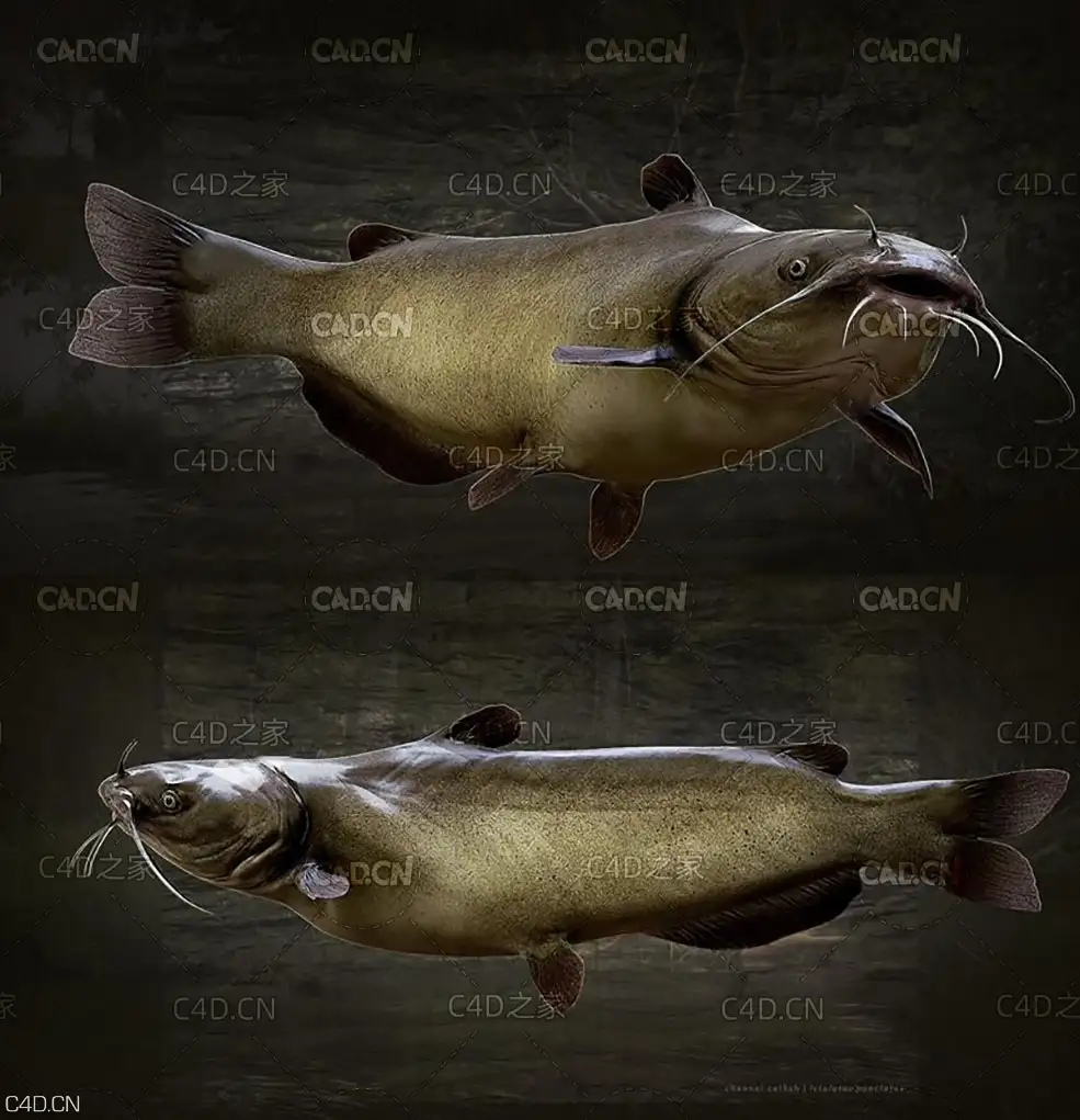 鲶鱼 Catfish - C4D之家 - Catfish.jpg