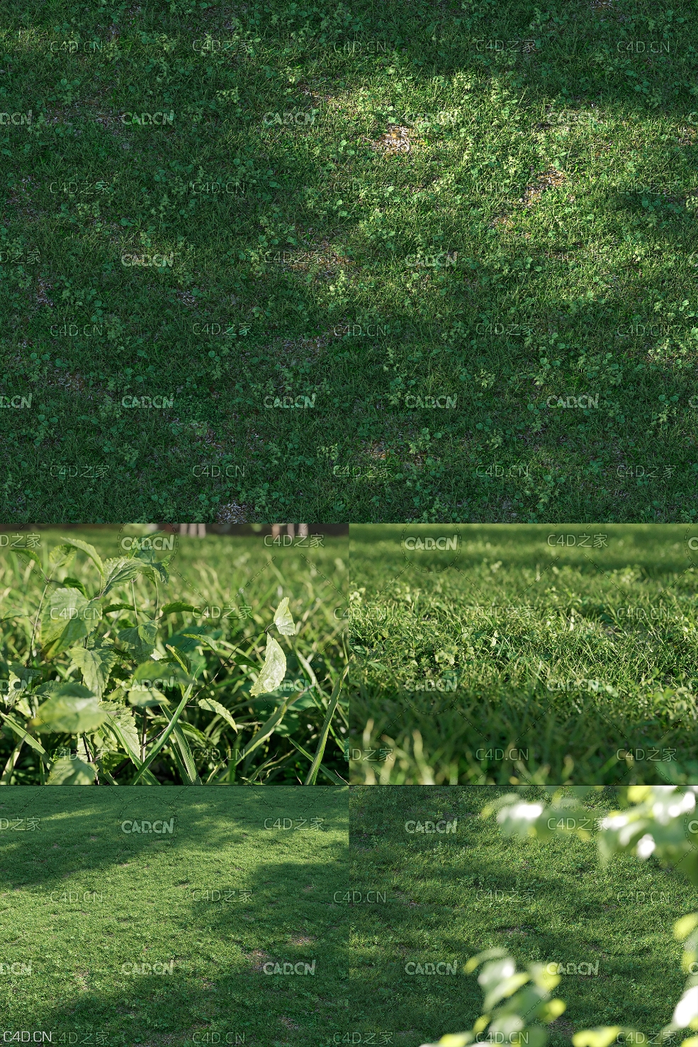 草坪 绿草地3D MAX模型 Nouvelle Mesure Lab – Shella Grass Pack V1 + V2 - C4D之家 - Shella_Grass_Pack_V2_Preview_03.jpg