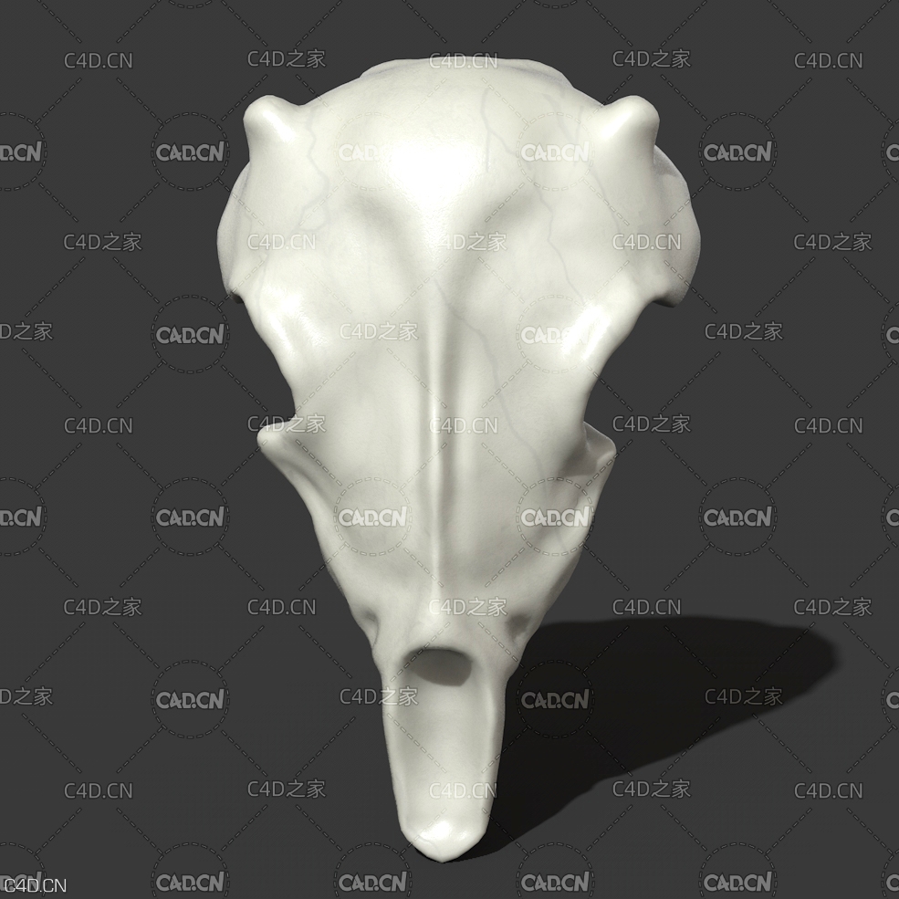 动物头骨家居装饰 Skull