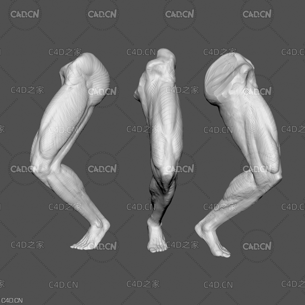 男性弯曲的腿人体器官3D模型 Leg bend - anatomy study