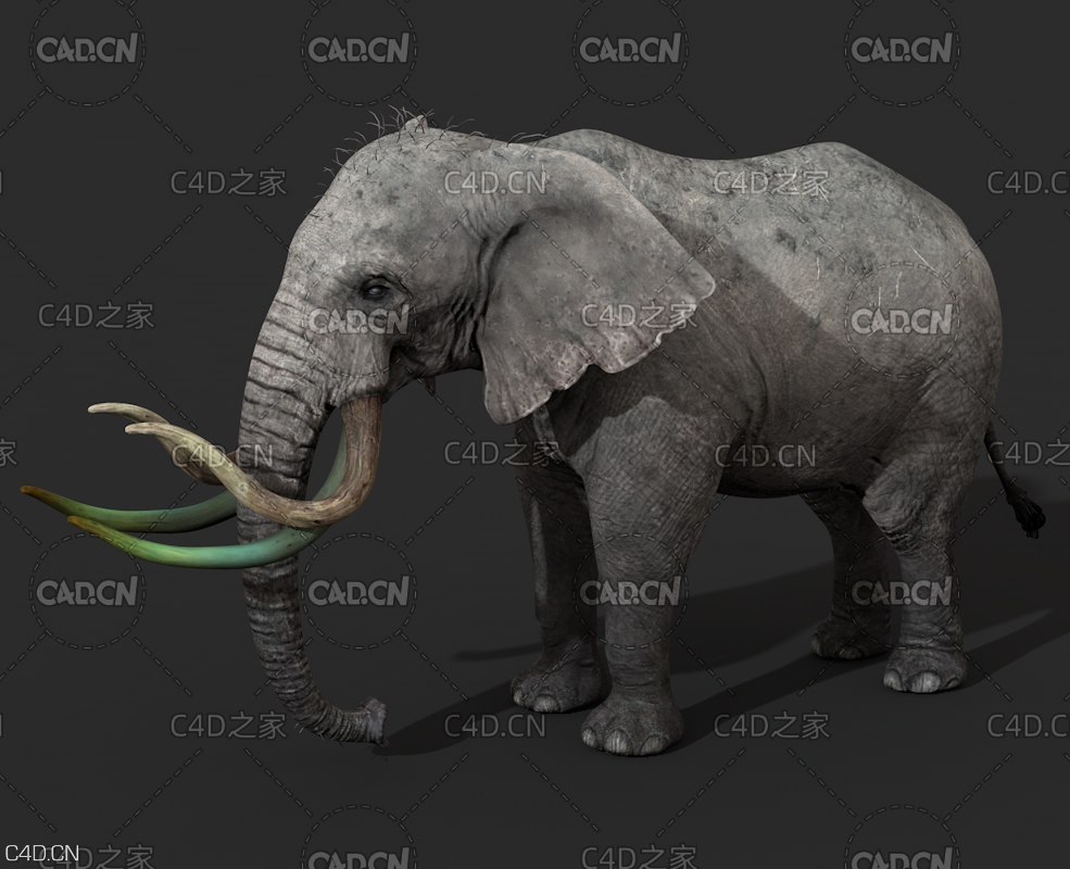 大象 野象 非洲象 非洲森林象 亚洲象C4D模型 elephant