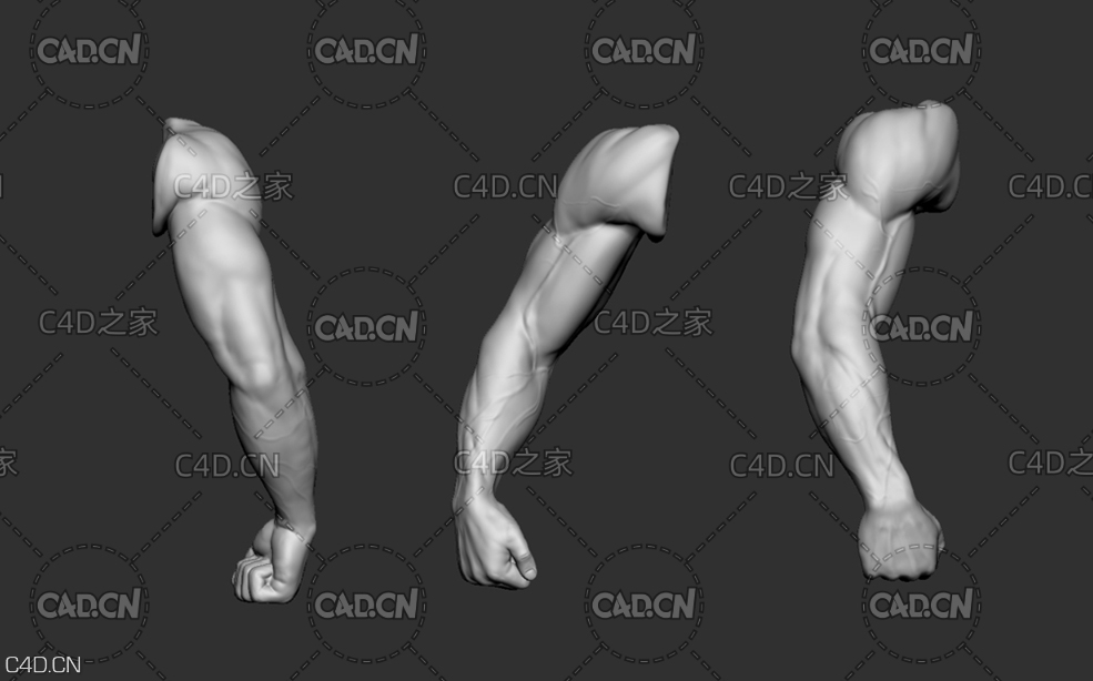 男人胳膊手臂C4D模型 arm - C4D之家 - w22.jpg