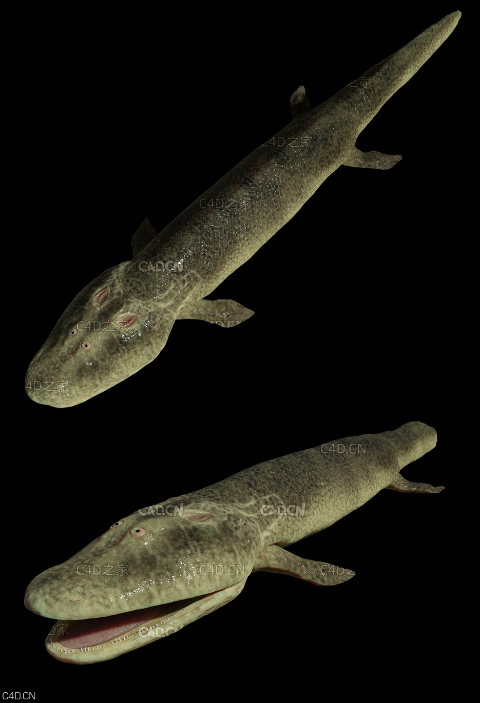 提塔利克鱼 Tiktaalik - C4D之家 - tiktaalik_2.jpg