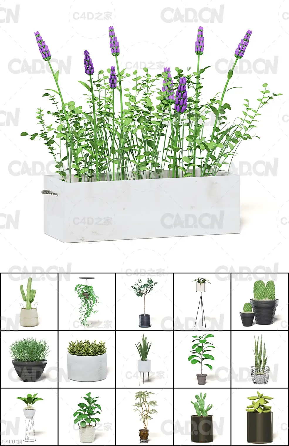 30个室内植物C4D模型合集（C4D/VRAY渲染器）