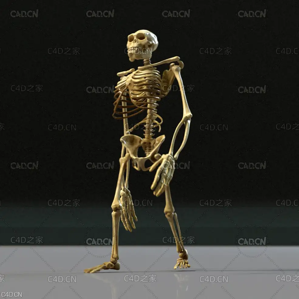 人猿金刚骨架 人体骨架 Kong Skeleton