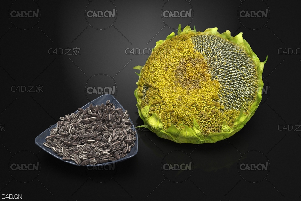 成熟的向日葵花盘 瓜子 Sunflower