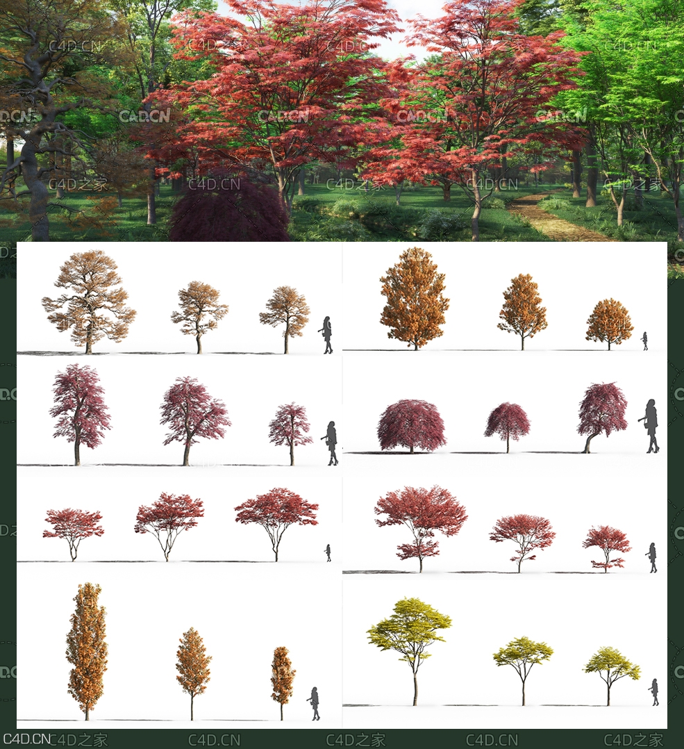 高精度公园景观树木3D模型 Maxtree – Plant Models Vol.26