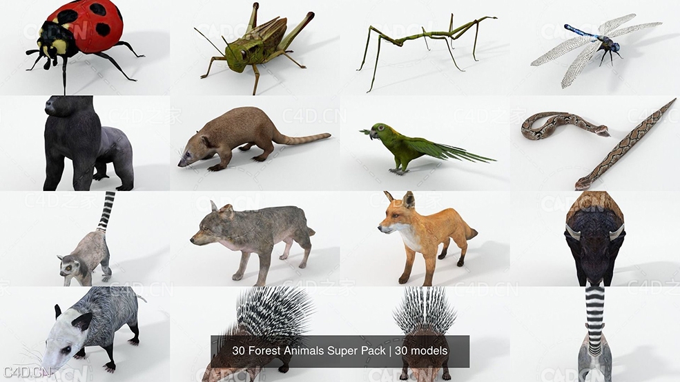 30个森林动物三维模型集合 30 Forest Animals Super Pack 3D Model Collection - C4D之家 - 55.jpg