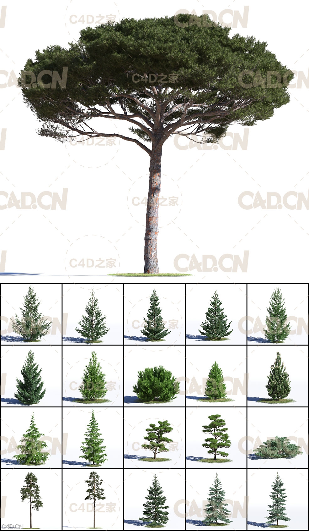 40个高精度针叶松树3D模型 Evermotion – Archmodels Vol.219 (C4D/MAX/OBJ/FBX格式)