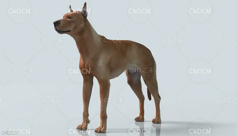 德国短毛猎犬狗 German Pinscher Dog