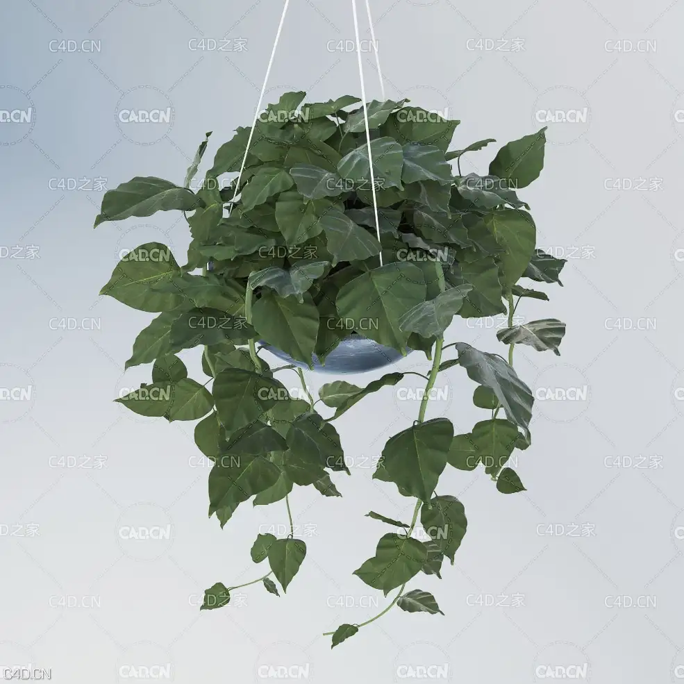 室内绿色植物绿萝盆栽 Scindapsus - C4D之家 - FINAL_2.jpg