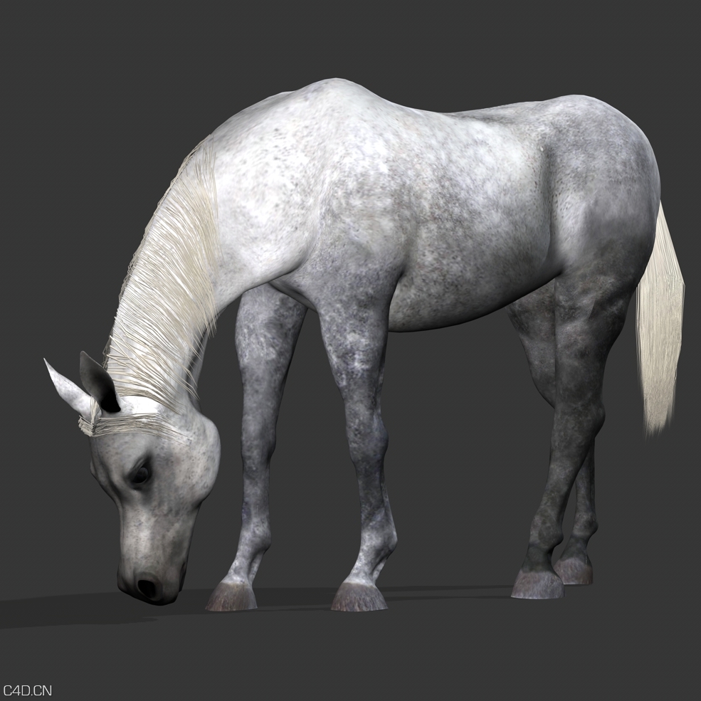 灰色的马C4D模型 horse - C4D之家 - A83_45.jpg