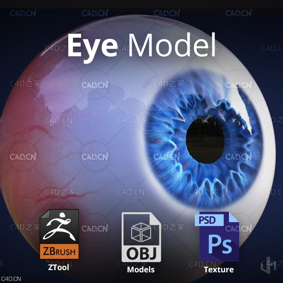 眼球3D模型 Eye Models(ZTL/OBJ) - C4D之家 - Eye_Model_Thumb_Gumroad.jpg