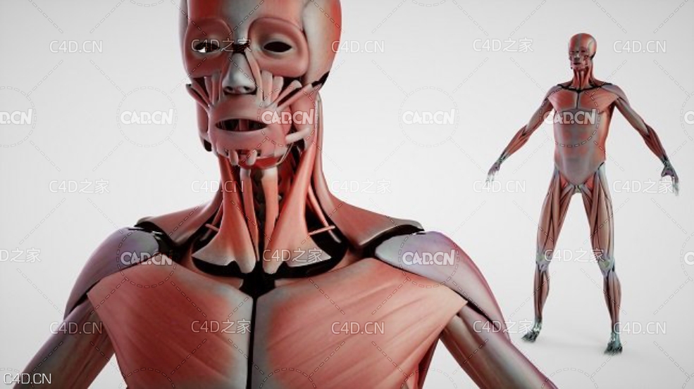 人体器官 人体解剖C4D模型 DOSCH 3D: Human Anatomy