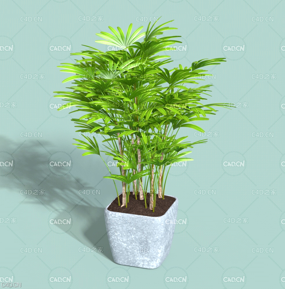 室内绿植盆景 Bonsai plant