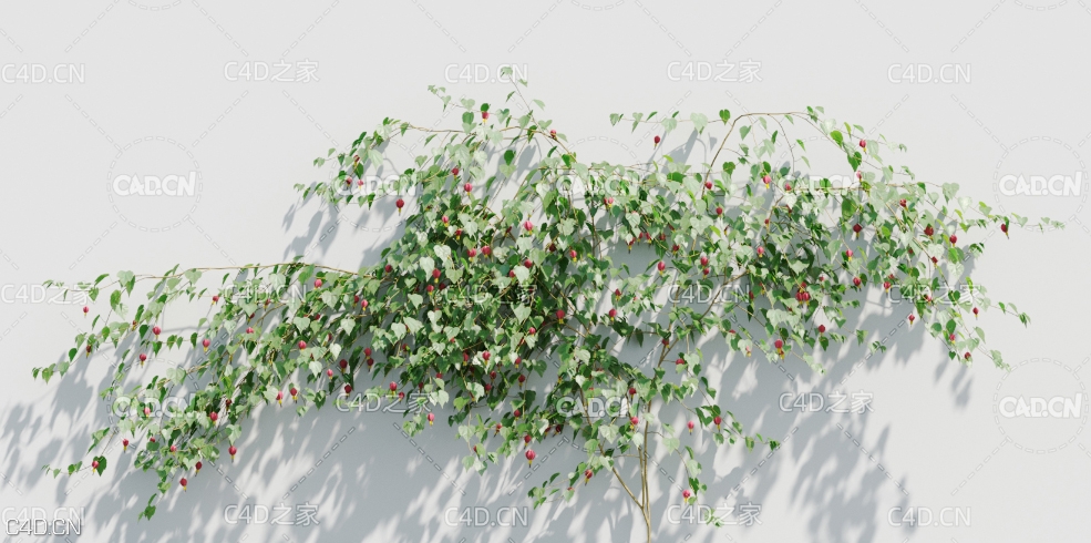 爬墙植物蔓性风铃花C4D模型 Abutilon megapotamicum - C4D之家 - 未标题-1.jpg