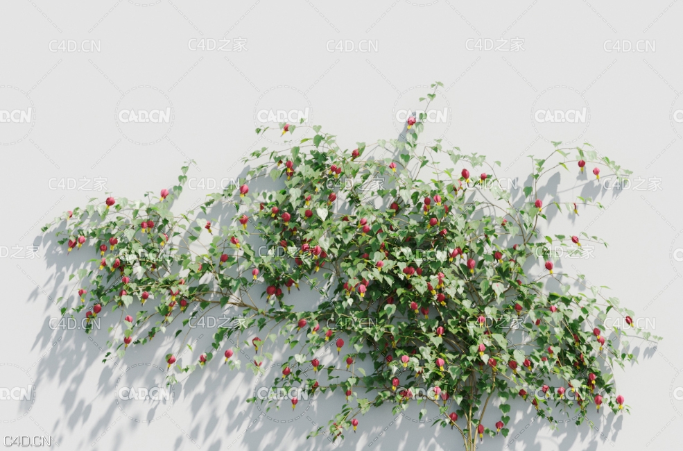 爬墙植物悬风铃花C4D模型 Abutilon megapotamicum - C4D之家 - 未标题-1.jpg