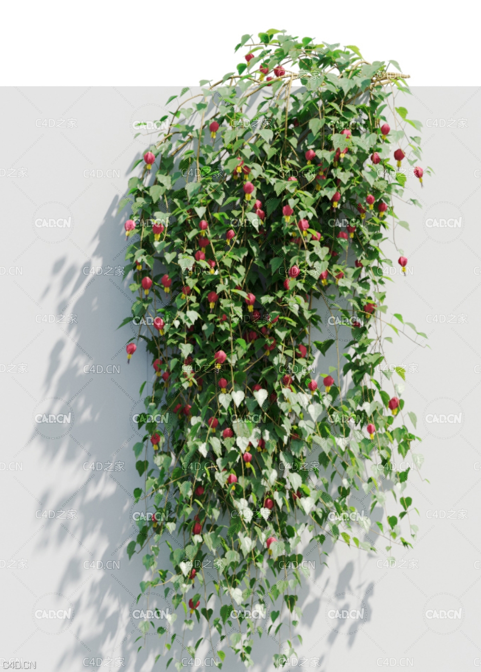 爬墙植物红萼苘麻C4D模型 Abutilon megapotamicum - C4D之家 - MT_PM_V37-2.jpg