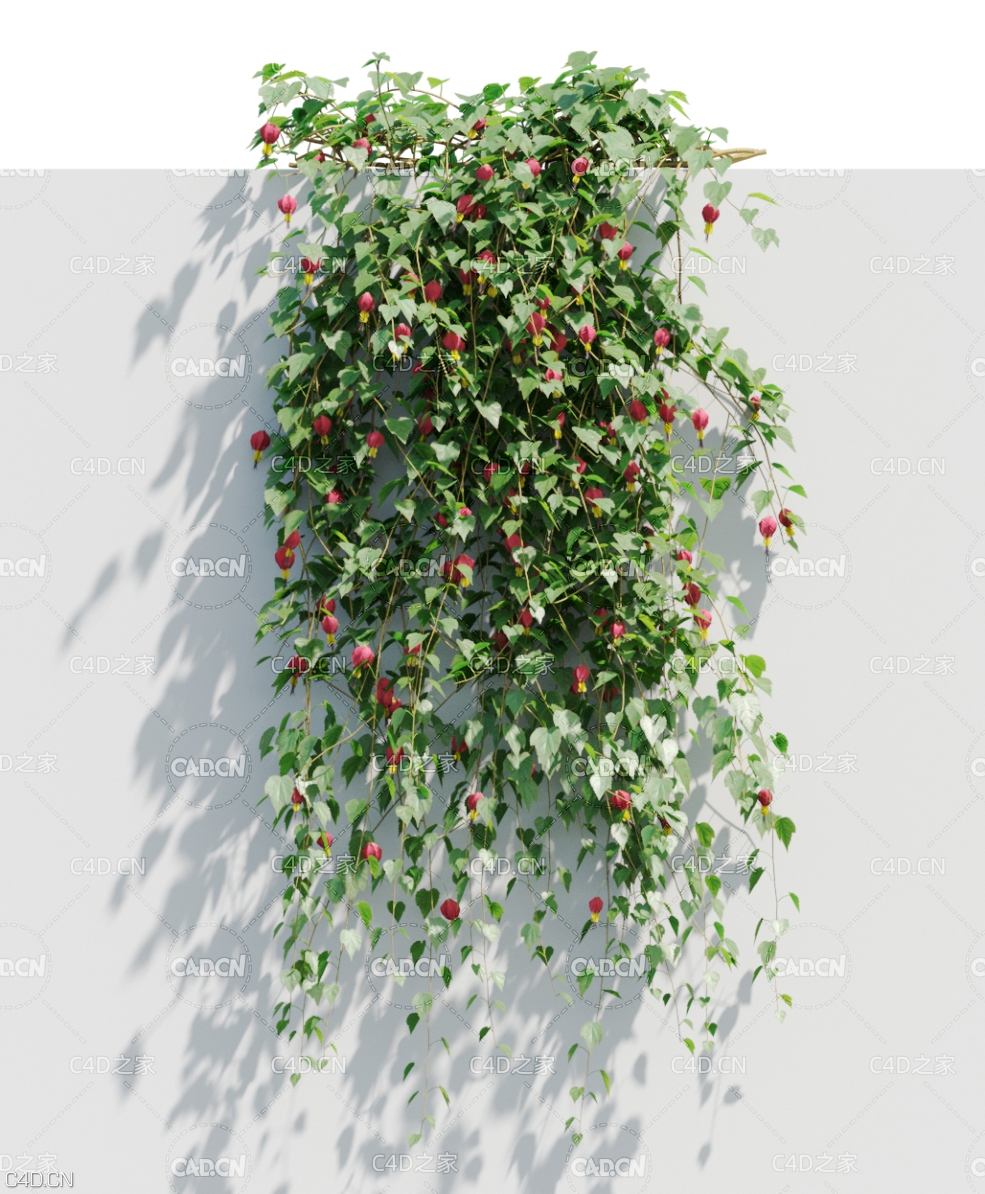 爬藤植物灯笼风铃 Abutilon megapotamicum - C4D之家 - 未标题-1.jpg