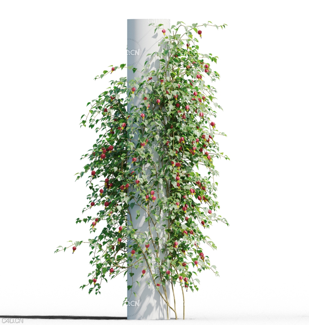圆柱上的爬藤植物红心吐金C4D模型 Abutilon megapotamicum - C4D之家 - 未标题-1.jpg