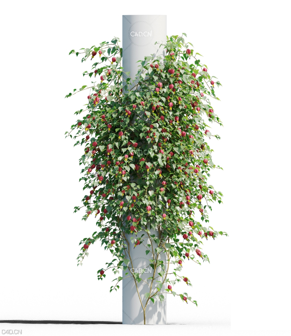 圆柱爬藤植物垂枝风铃花C4D模型 Abutilon megapotamicum