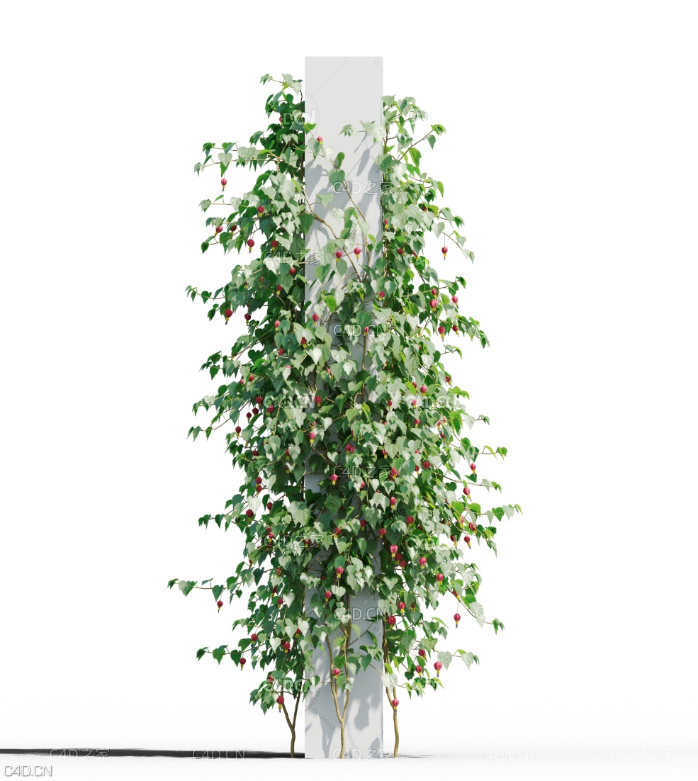方柱爬藤植物灯笼扶桑C4D模型 Abutilon megapotamicum