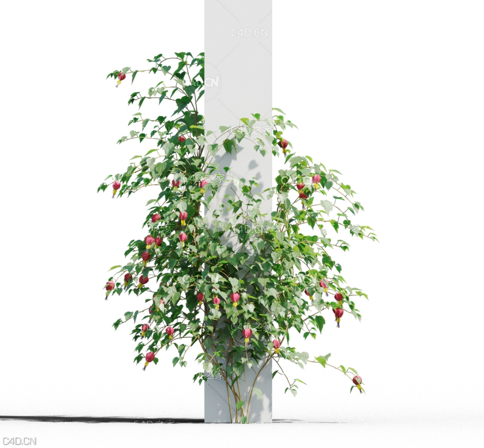 方柱上攀爬的植物风铃扶桑C4D模型 Abutilon megapotamicum - C4D之家 - 未标题-1.jpg