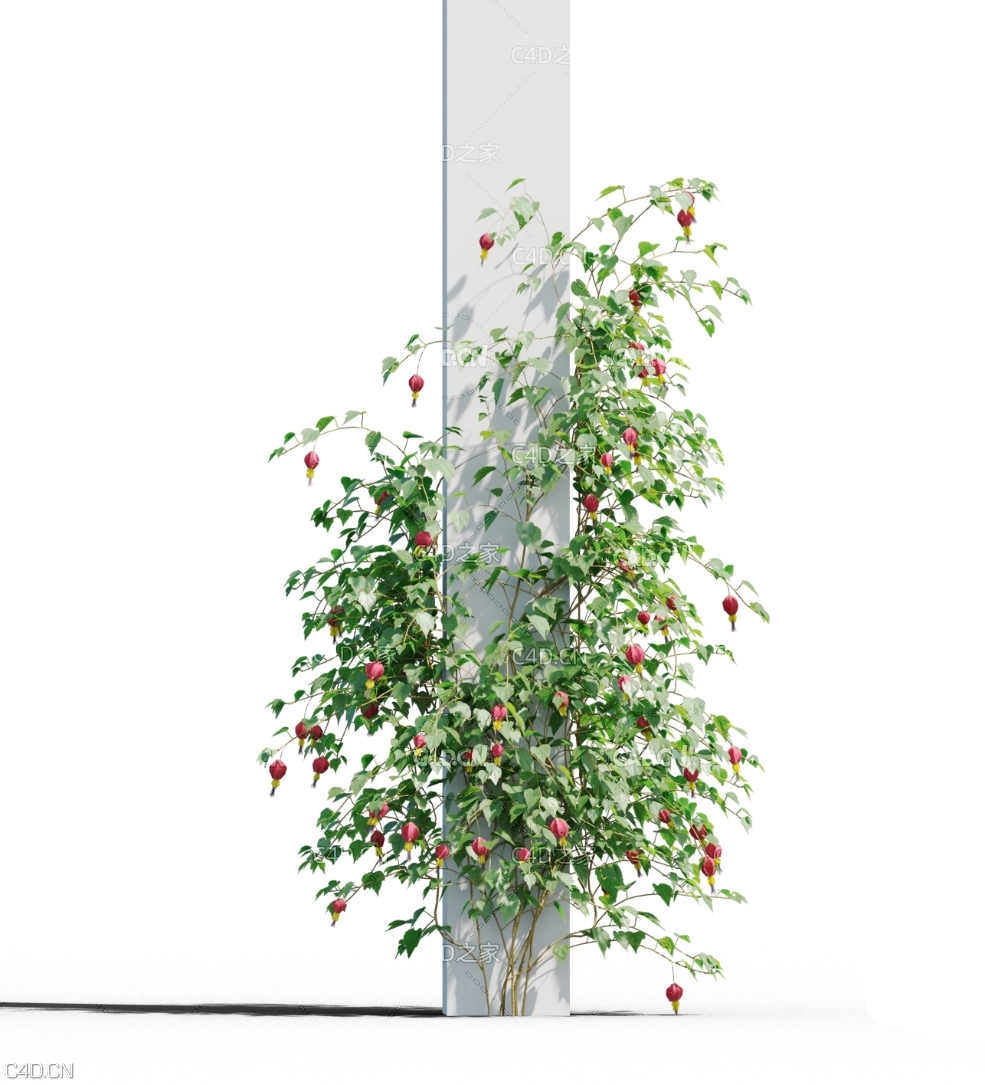 方柱爬藤植物蔓性风铃花C4D模型 Abutilon megapotamicum