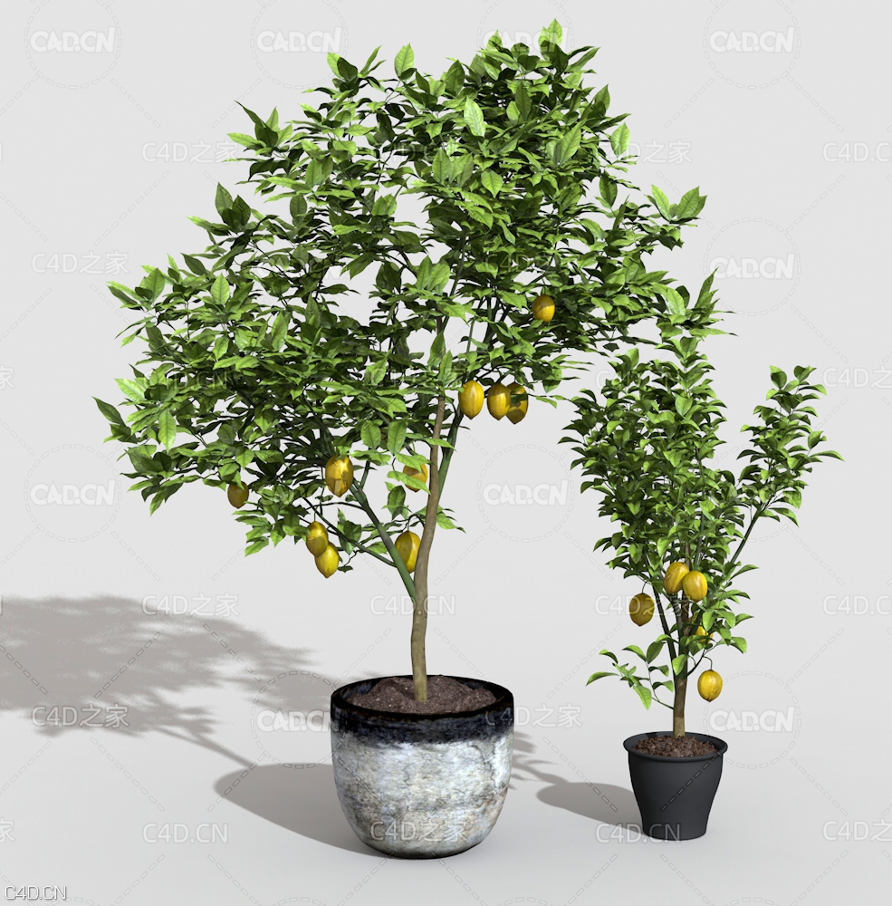 两棵柠檬树盆景C4D模型 Cyberbrush - Two lemon trees - C4D之家 - C4D.jpg