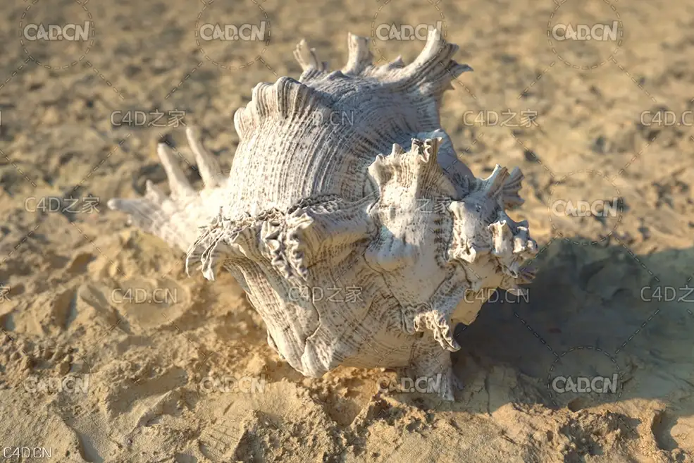 沙滩贝壳海螺C4D模型 sea snail