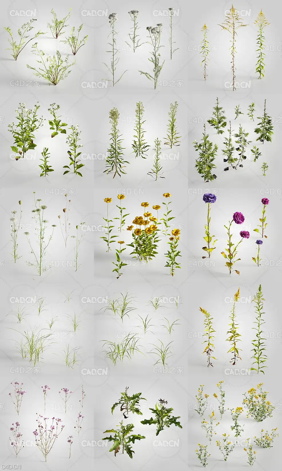 15个公园路边装饰景观花草C4D模型 Evermotion Archmodels vol. 235 - C4D之家 - 未标题-1.jpg