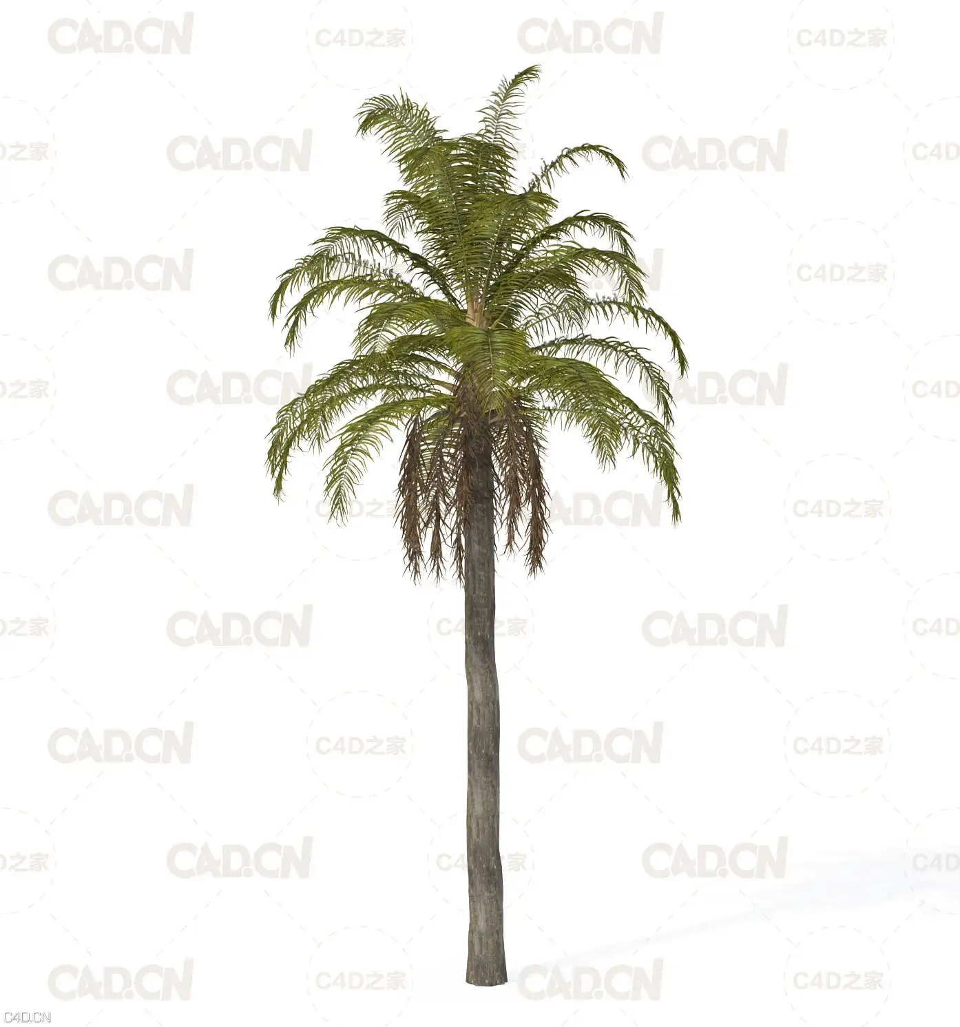 热带树木棕榈树C4D模型 Queen Palm Tree 3D Model