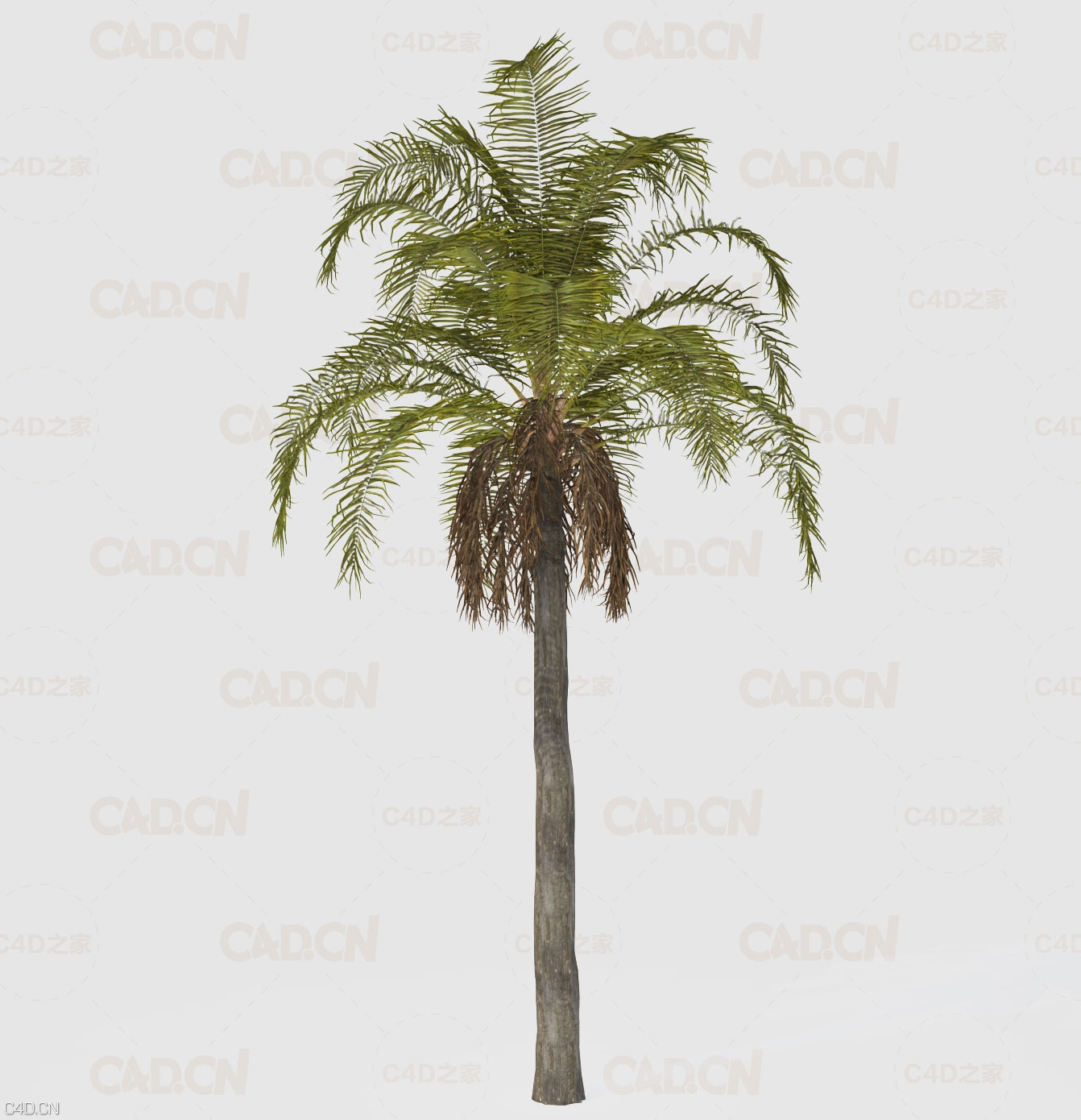 棕榈树C4D模型 Queen Palm Tree 3D Model