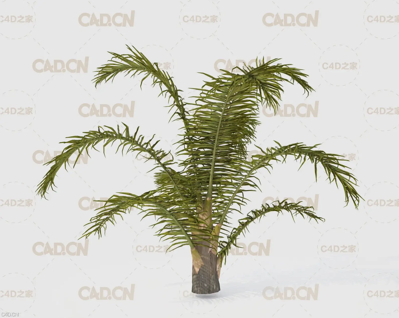 棕榈树 棕树C4D模型 Queen Palm Tree 3D Model
