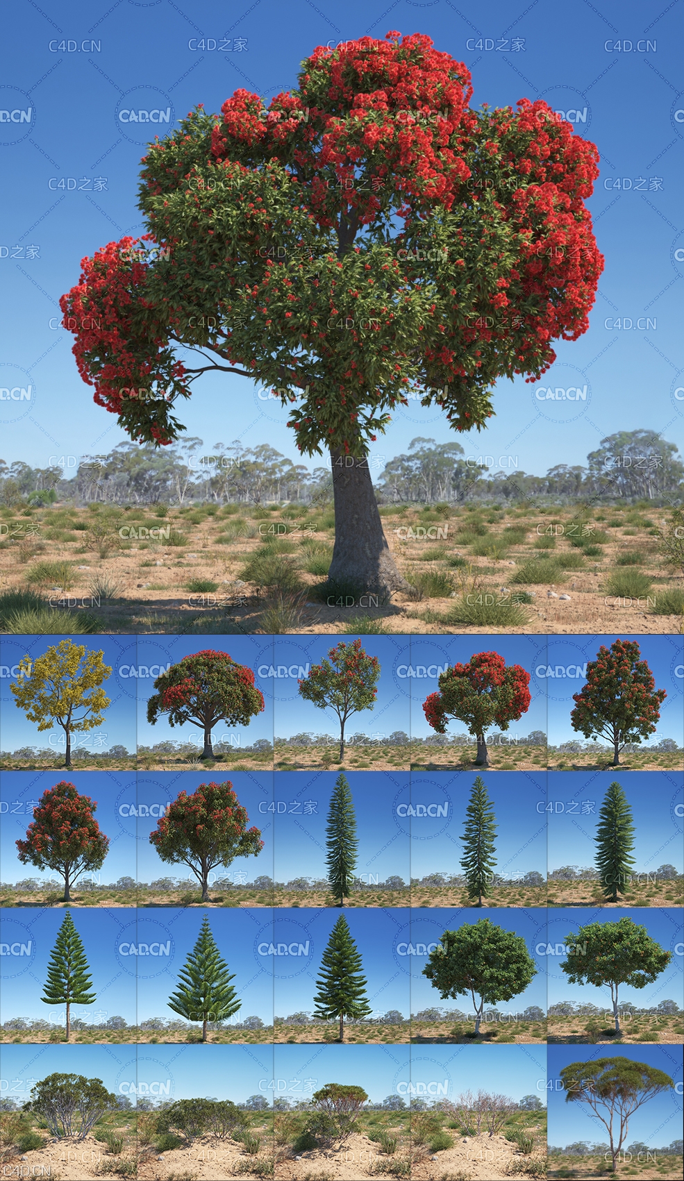 44棵澳大利亚和大洋洲树种MAX模型 Evermotion – Archmodels Vol.238 (3DS MAX格式) - C4D之家 - 未命名-2.jpg