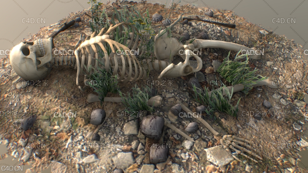 C4D草丛废墟中的骷髅枯骨场景模型 Human skeleton 3d model