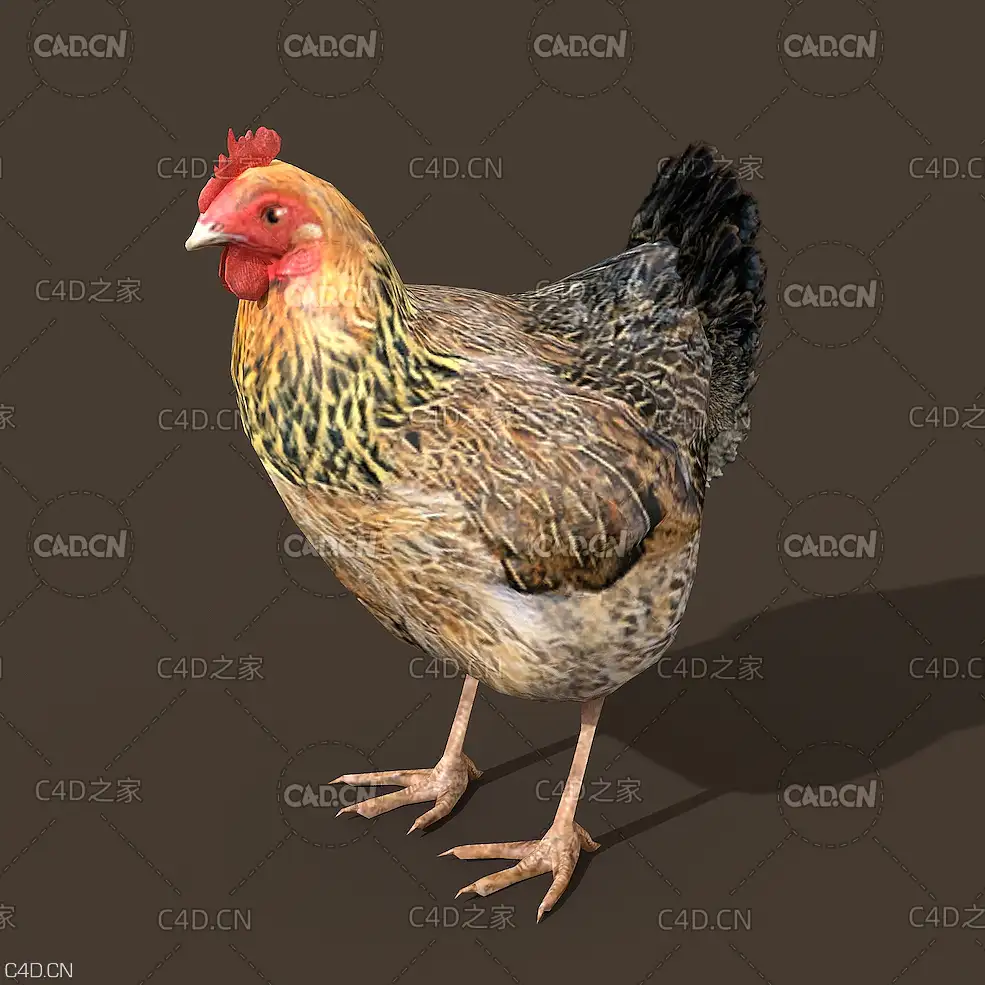 C4D家禽老母鸡绑定动画模型 Chickens