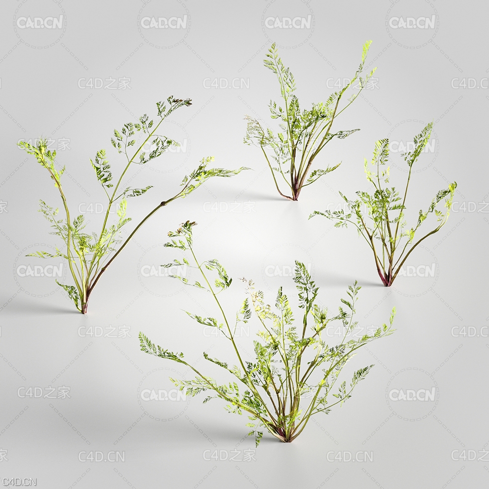 胡萝卜苗 胡萝卜茎 胡萝卜缨模型 Daucus 3d model