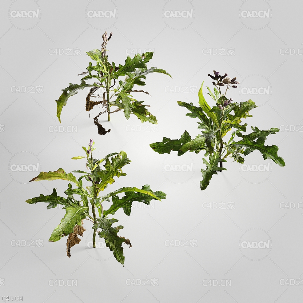 草本植物大蓟C4D模型 Cirsium 3d model - C4D之家 - 04.jpg