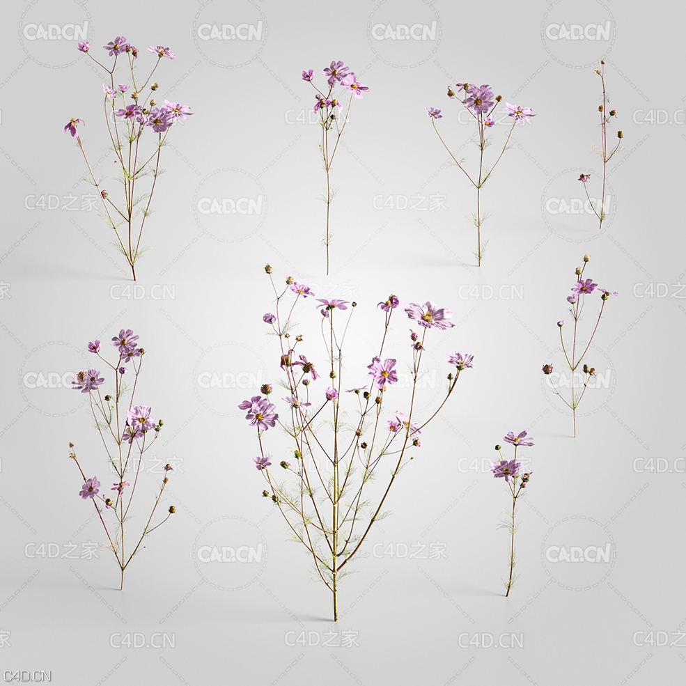 秋英波斯菊秋樱格桑花菊花C4D模型 Cosmos 3d model - C4D之家 - 05.jpg
