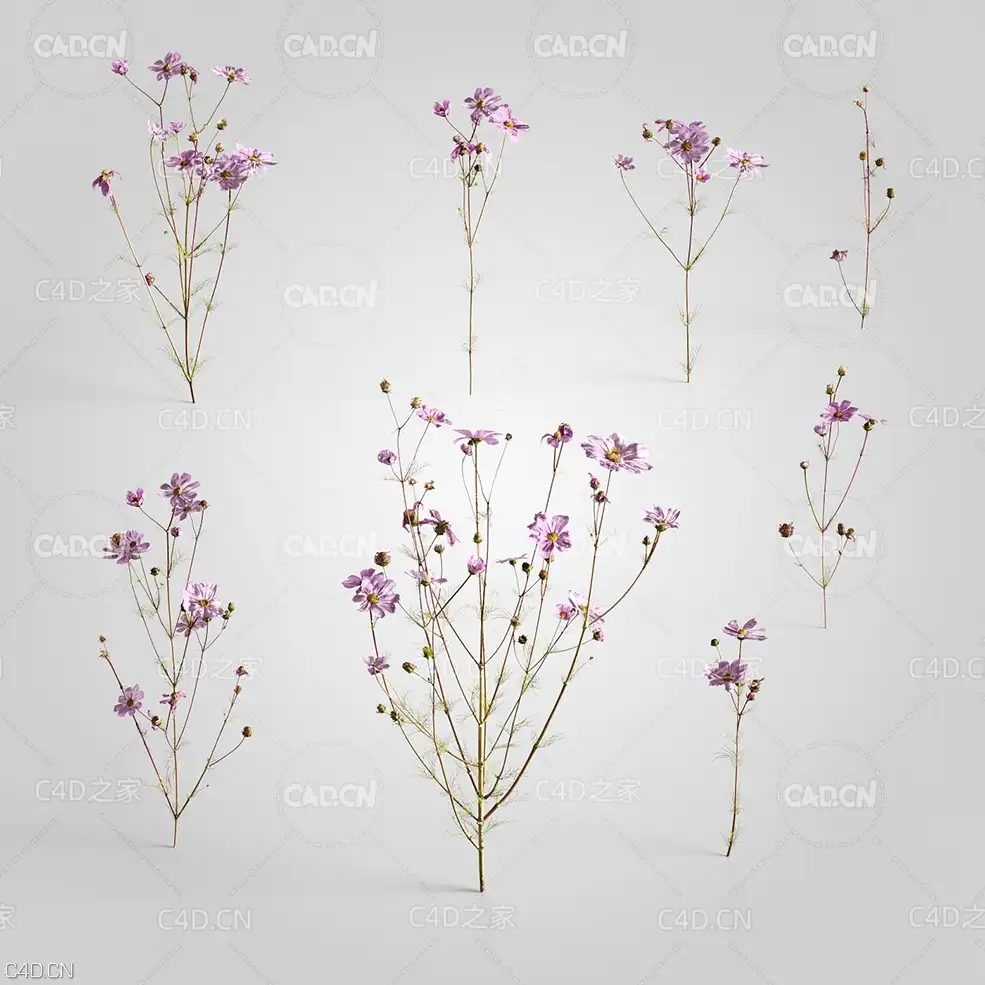 秋英波斯菊秋樱格桑花菊花C4D模型 Cosmos 3d model