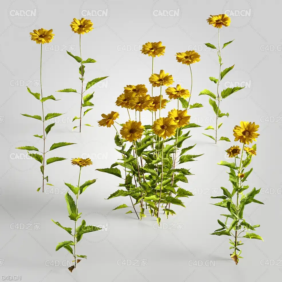 六月菊紫菀翠菊黄菊花C4D模型 Aster 3d model